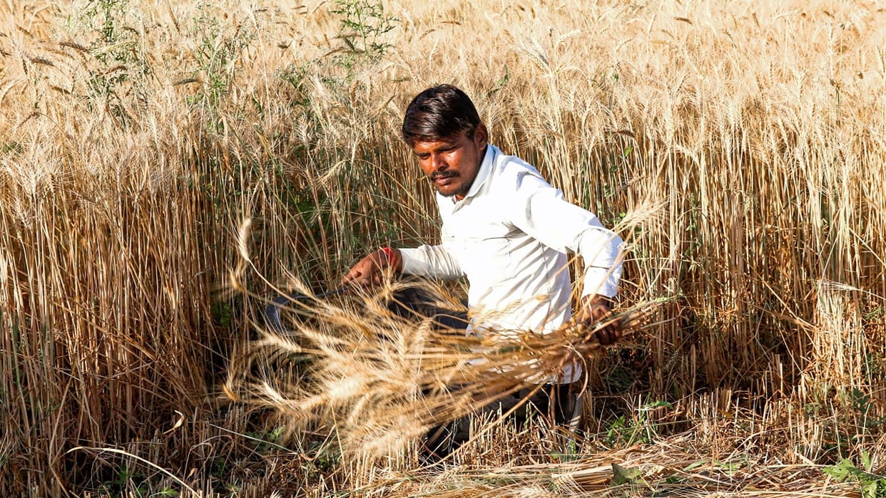 Weak Monsoon Impact: Rabi Crop Sowing Plunges, Wheat Most Affected