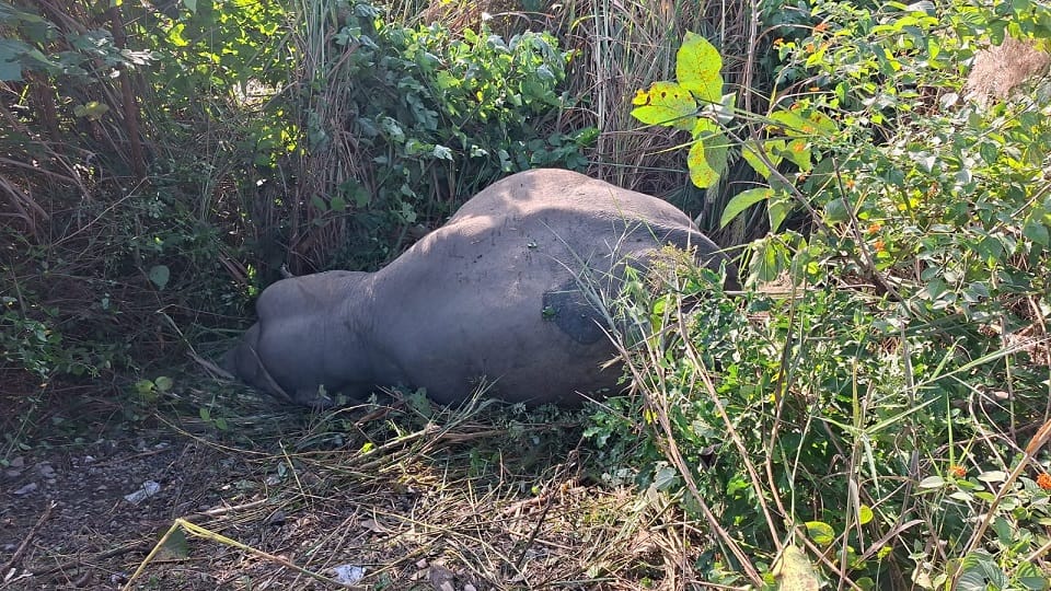 Male elephant dies after being hit by a train in pantnagar