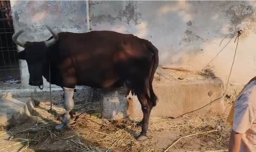 rajasthan-cow-artificial-leg-narayan-seva-sansthan-nathdwara