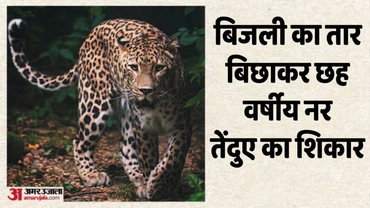 बालाघाट: बिजली का तार बिछाकर किया तेंदुए का शिकार, छह आरोपी गिरफ्तार, तीन वनकर्मियों को नोटिस