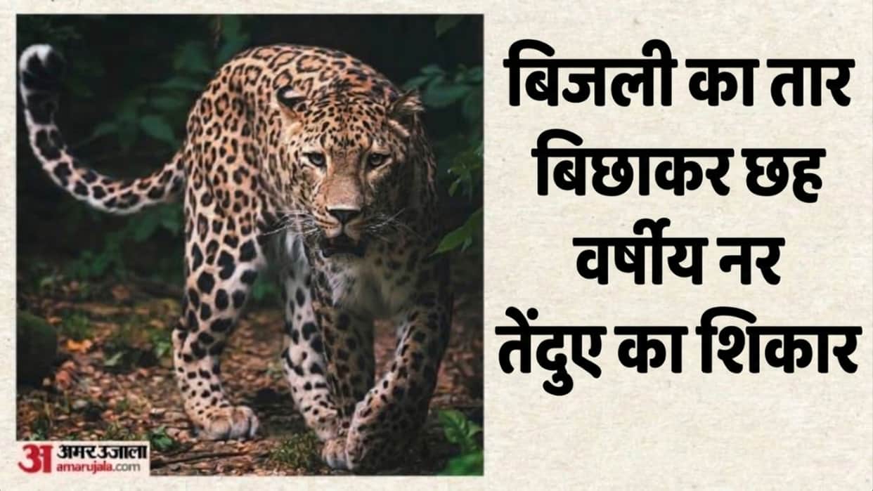balaghat leopard poaching electric wire six arrested three forest staff notice