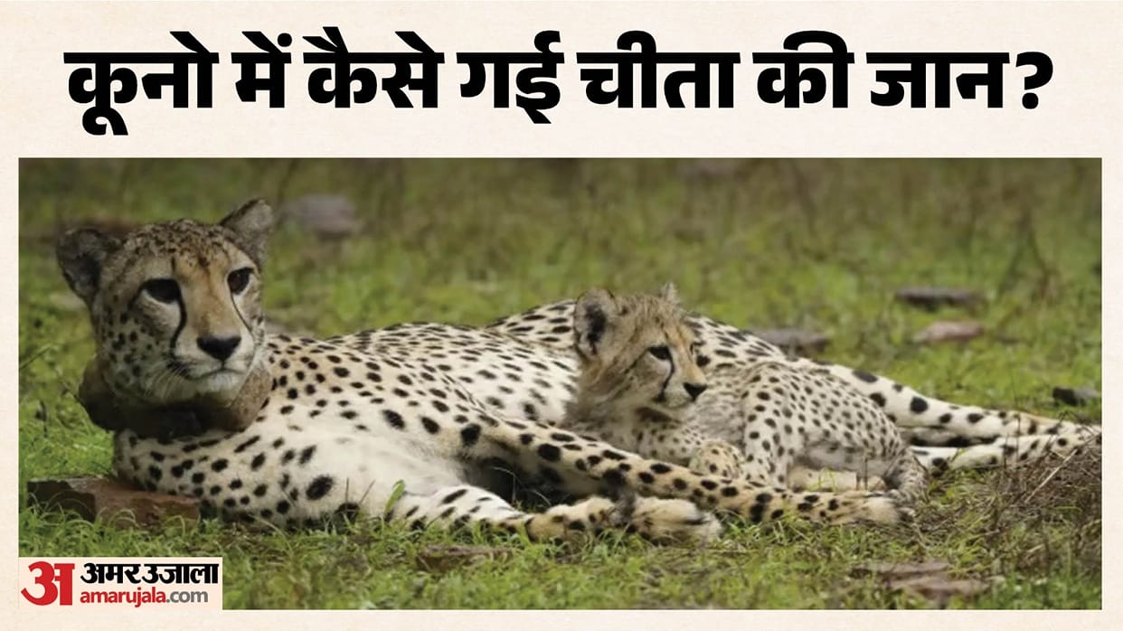 Kuno animal poached or shot by mistake Centre orders investigation team been formed apprehend the culprits.