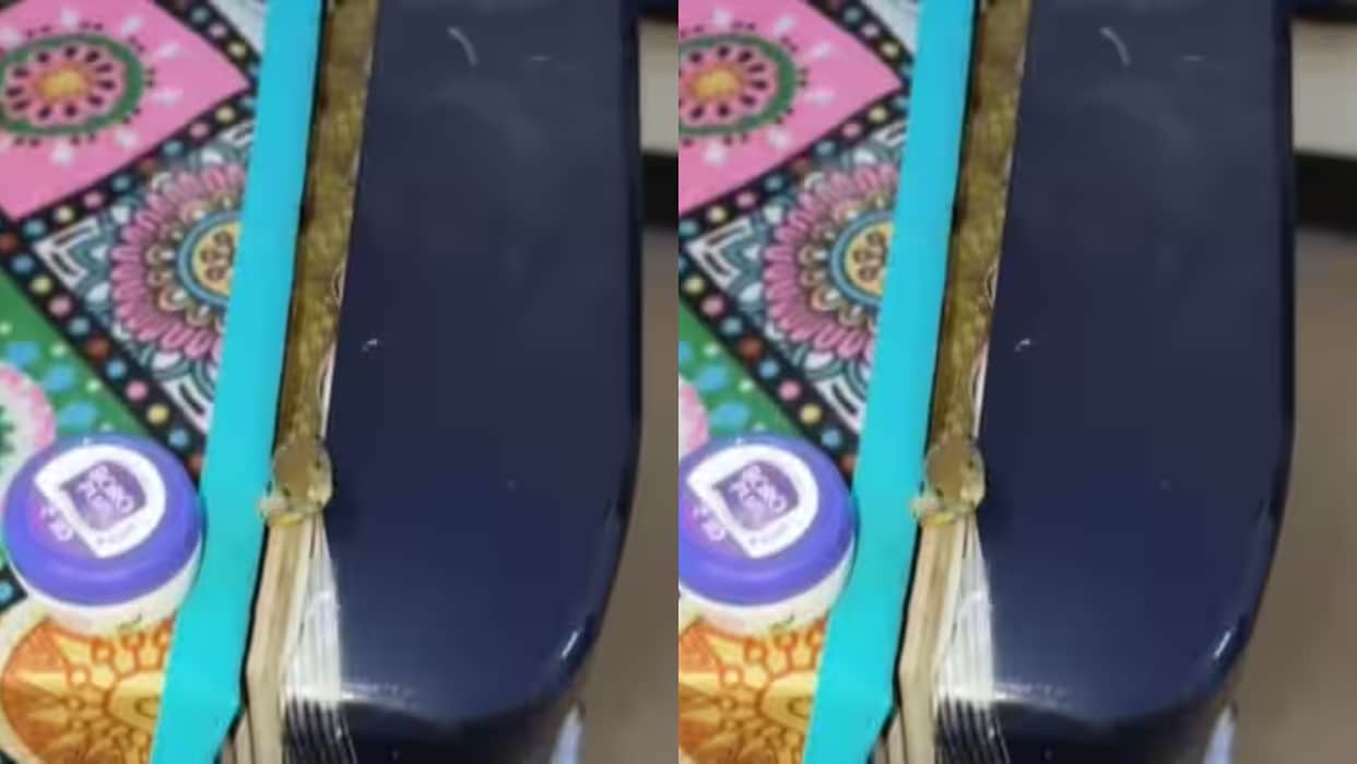 Snake Found Hiding Between Fridge and Door Viral Video Shocks Viewers