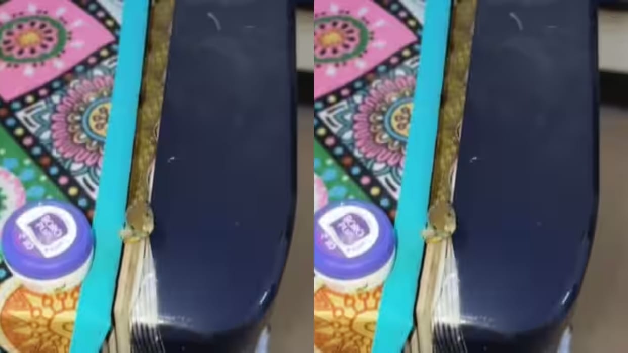 Snake Found Hiding Between Fridge and Door Viral Video Shocks Viewers