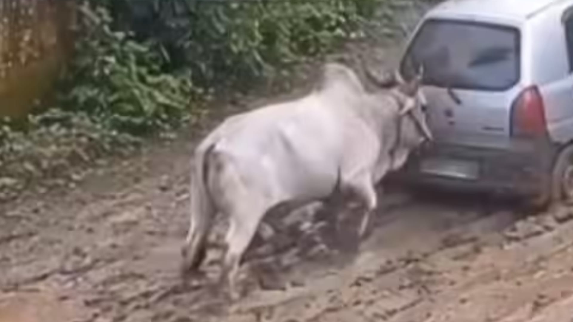 वीडियो देख लोग हुए हैरान