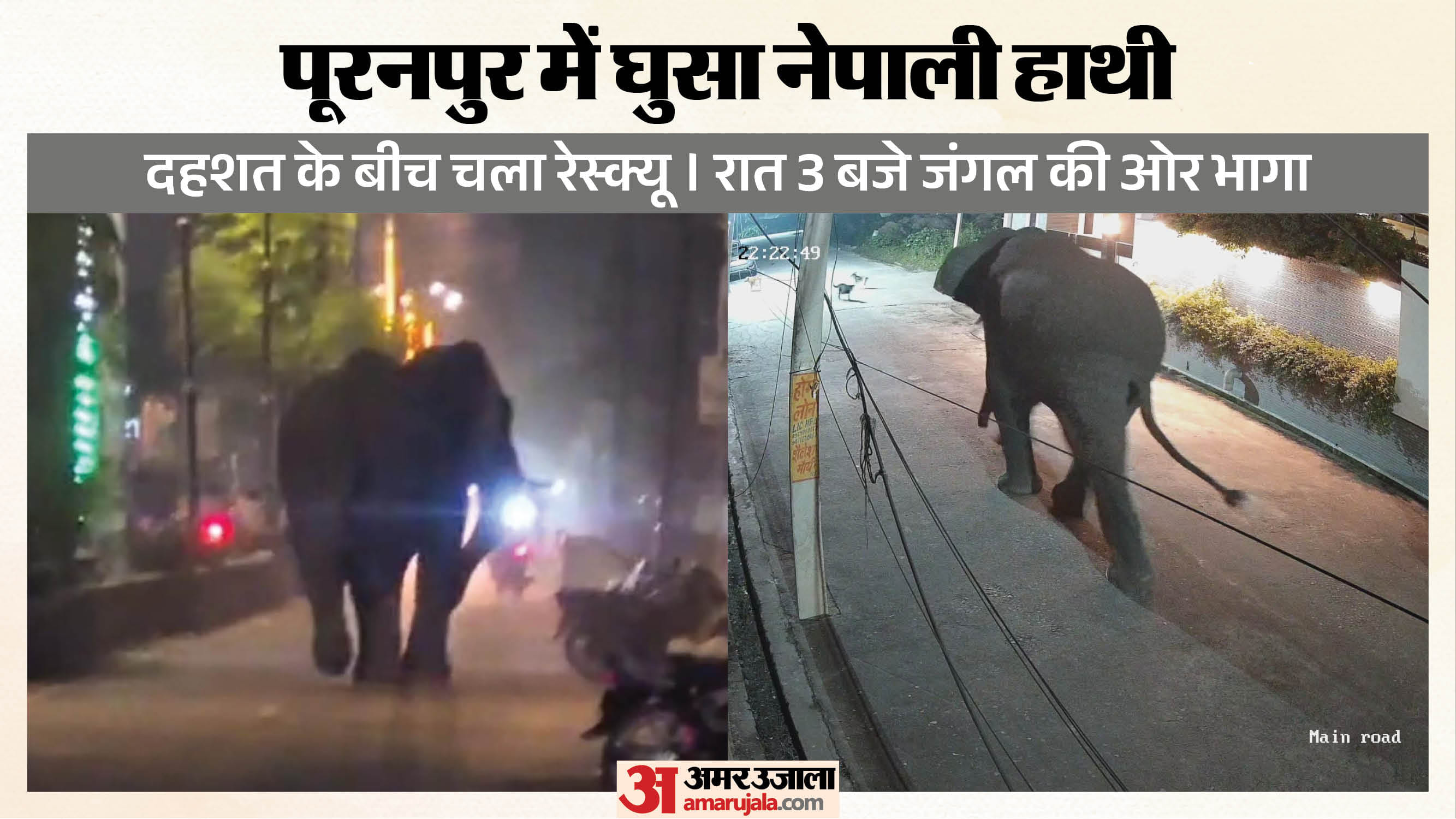 रिहायशी इलाके में हाथी