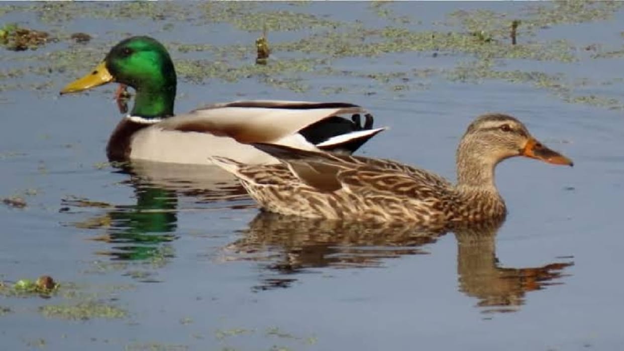 Foreign migratory birds arrive in Gidhawa, demand to declare it a sanctuary in Chhattisgarh