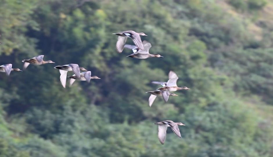 flock of migratory Gadwall ducks spotted in Kapkot; images captured on camera