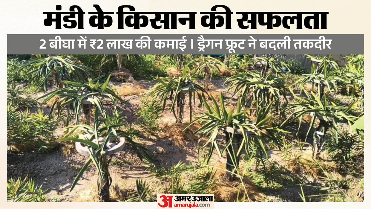 dragon fruit farming two bigha two lakh income mandi himachal