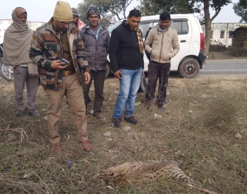 Fishing cat killed in collision with unknown vehicle in village Manjhadi