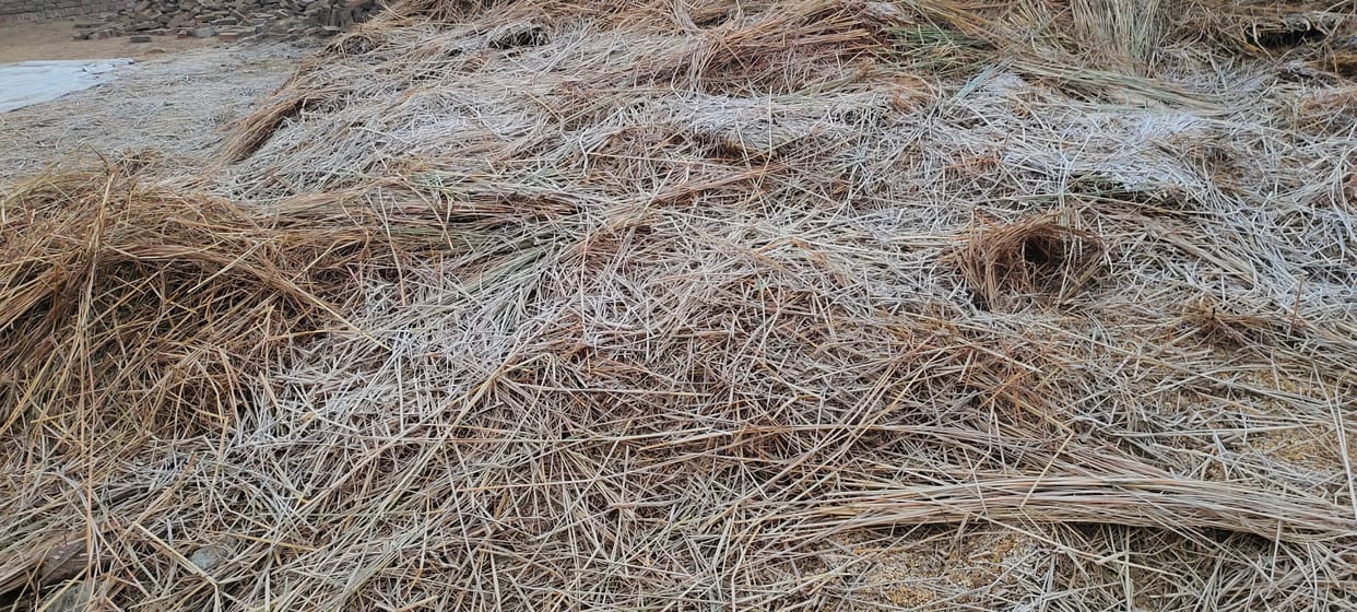 Wheat crop will be benefited due to frost