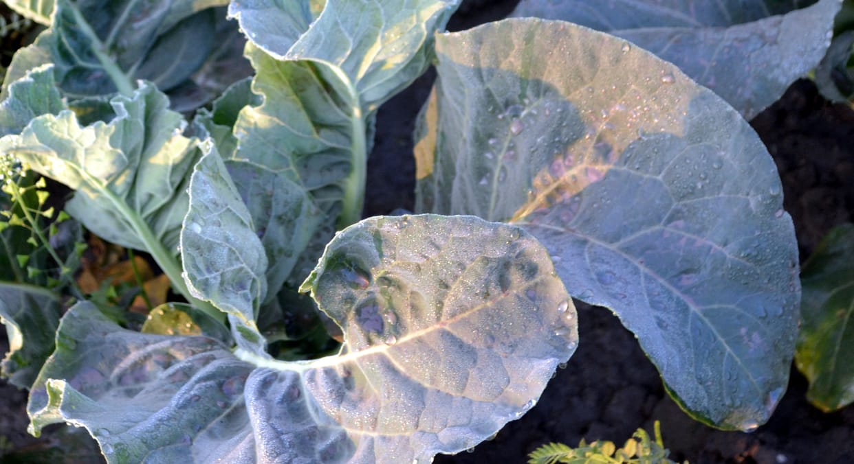 Temperature reached three degrees due to frost, chances of drizzle