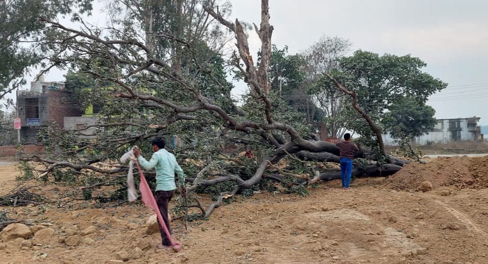 Trees being cut indiscriminately in illegal colonies
