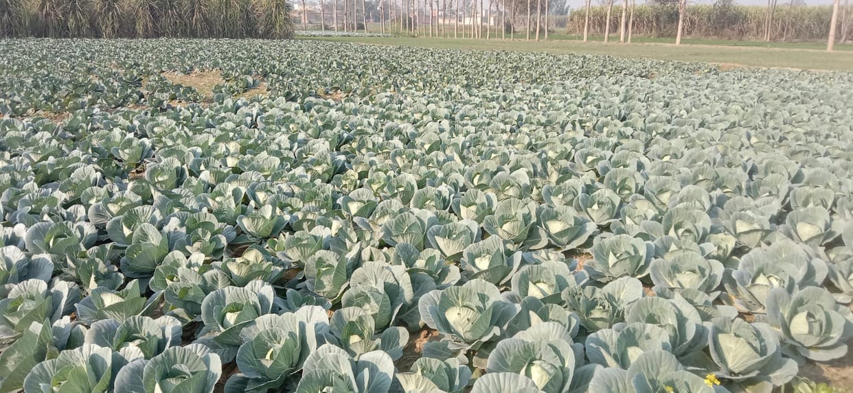 The price of closed cabbage is seven rupees per kg, relief to the farmers
