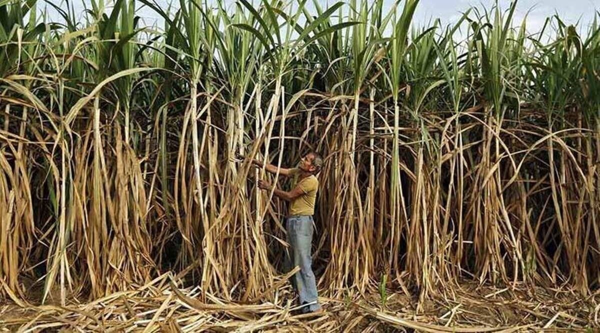 If sugar mill remains closed for a few more days, the farmers will be at loss