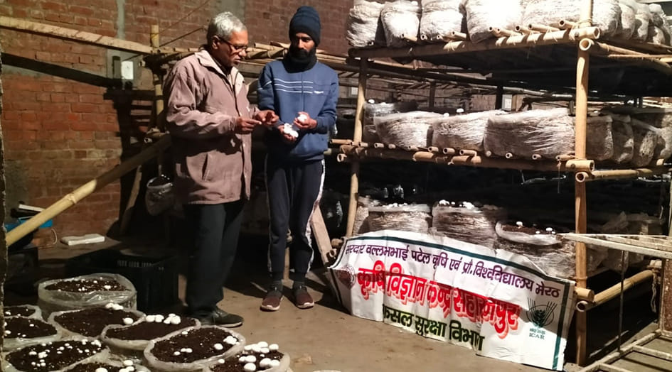 Cold increased the problem of melting in mushrooms