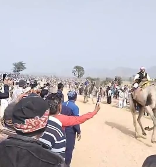 Multan Patheda's camel and Babaji Dinod's horse ran the fastest