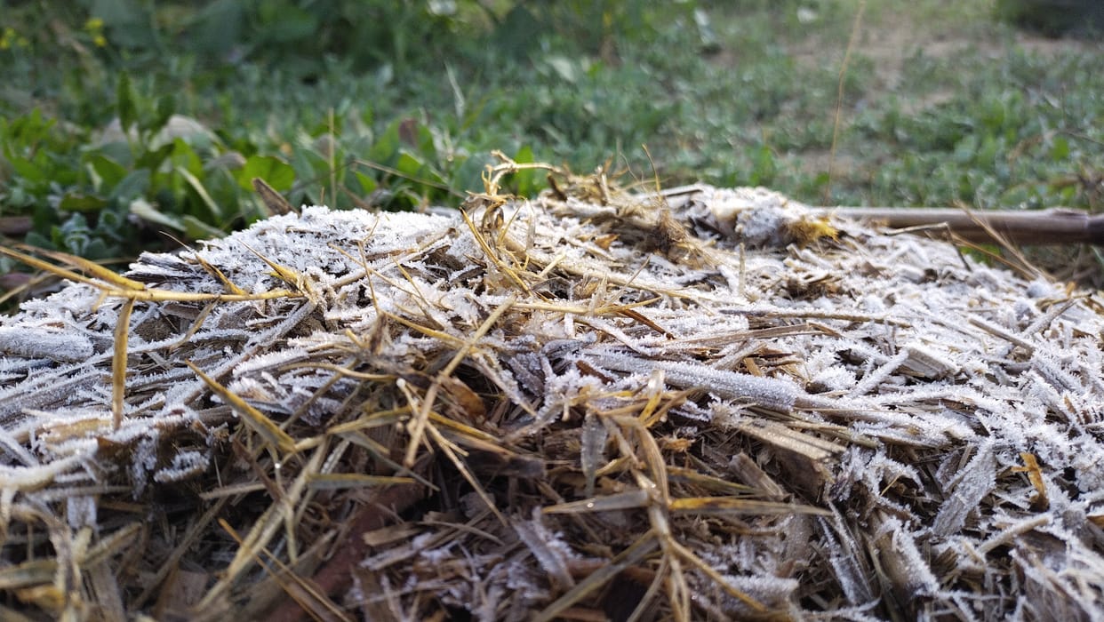 After 9 days of relief, frost again