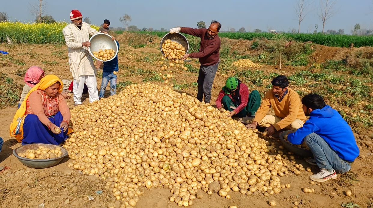 Potato grown leaving sugarcane, getting a price of five rupees per kg
