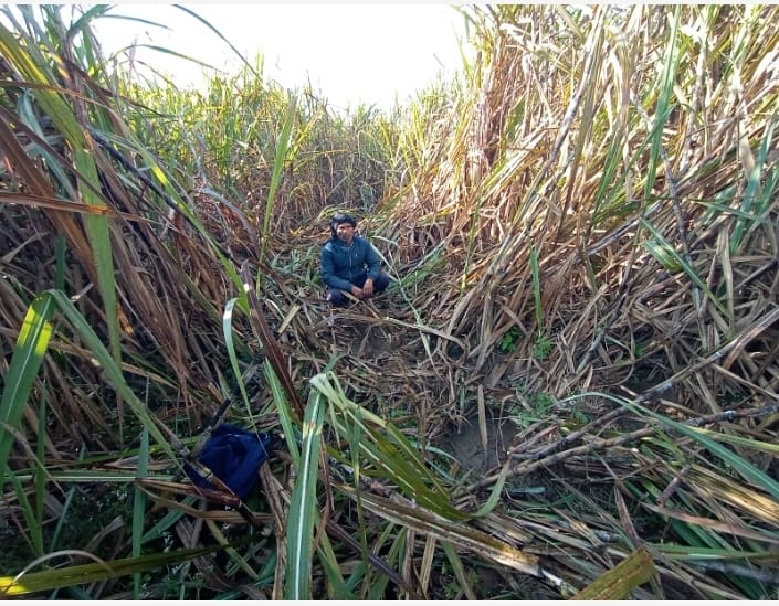 Elephants created havoc in Bhaguwala, trampled the sugarcane crop