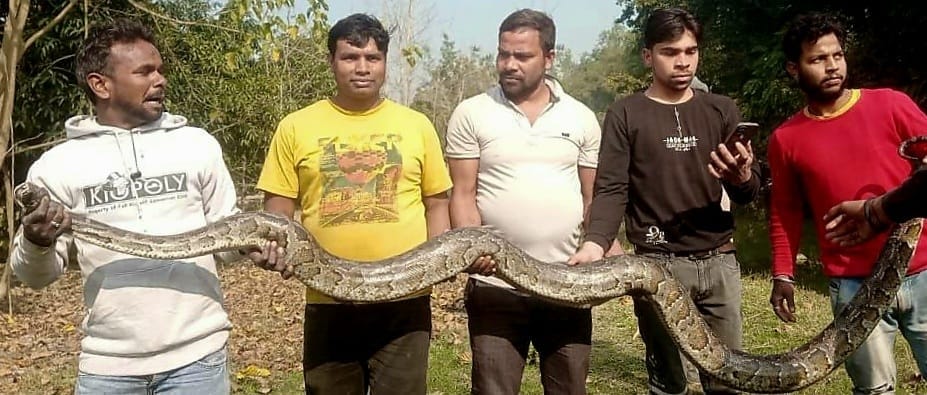 Villagers reached the police station with a 15 feet long python