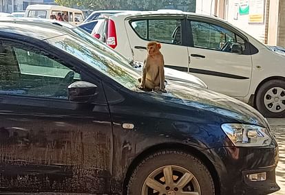 नागरिक अस्पताल में खड़ी कार पर बैठा बंदर। 