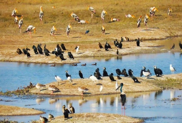 Special on World Wetland Day: WWF discovers 16 wetlands in Hastinapur Sanctuary