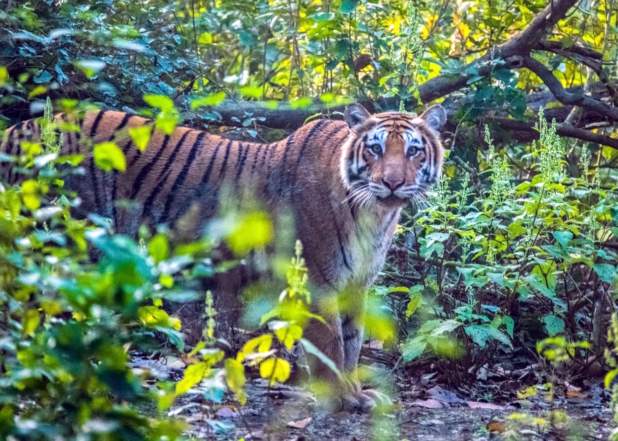 Forest department team seen herd of elephants and tiger in Amangarh