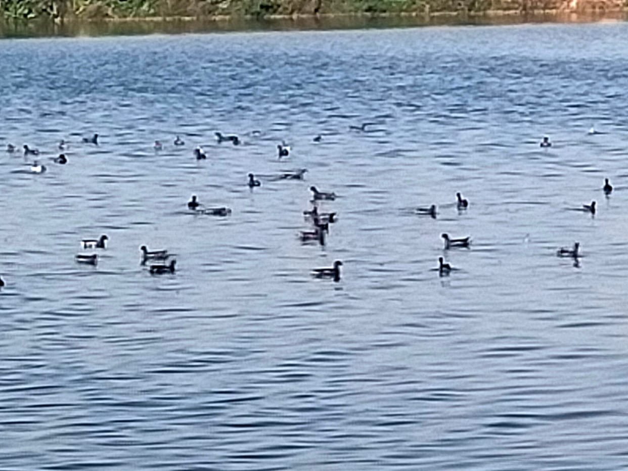 Information on Migratory Birds on International Wetland Day