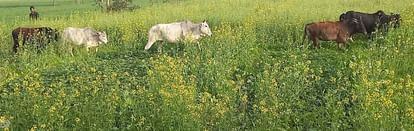 बीसलपुर क्षेत्र के गांव पटनिया में फसल को नुक्सान पहुंचाते छुट्टा पशु। संवाद