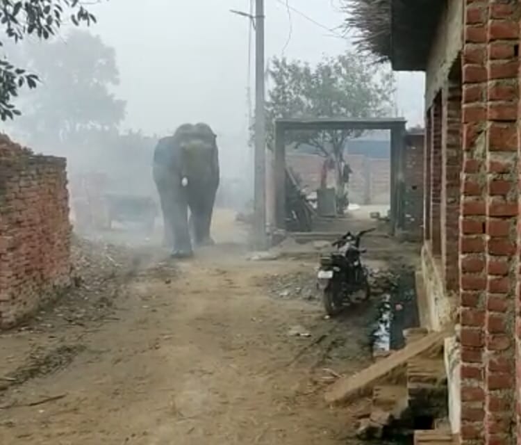 Wild elephant came among the population in the village of Rajgarh in Najibabad