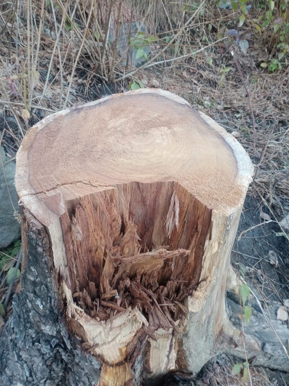 Two people caught while cutting illegal trees