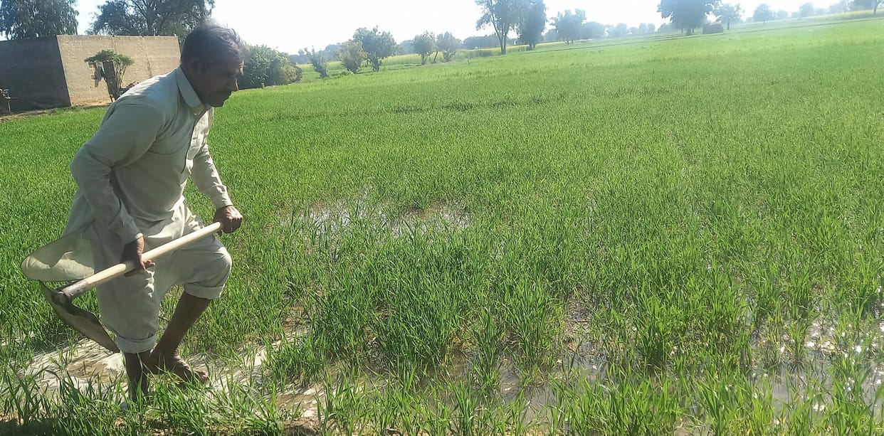 Temperature increased, wheat ears started to be removed before time, son of earth in worry
