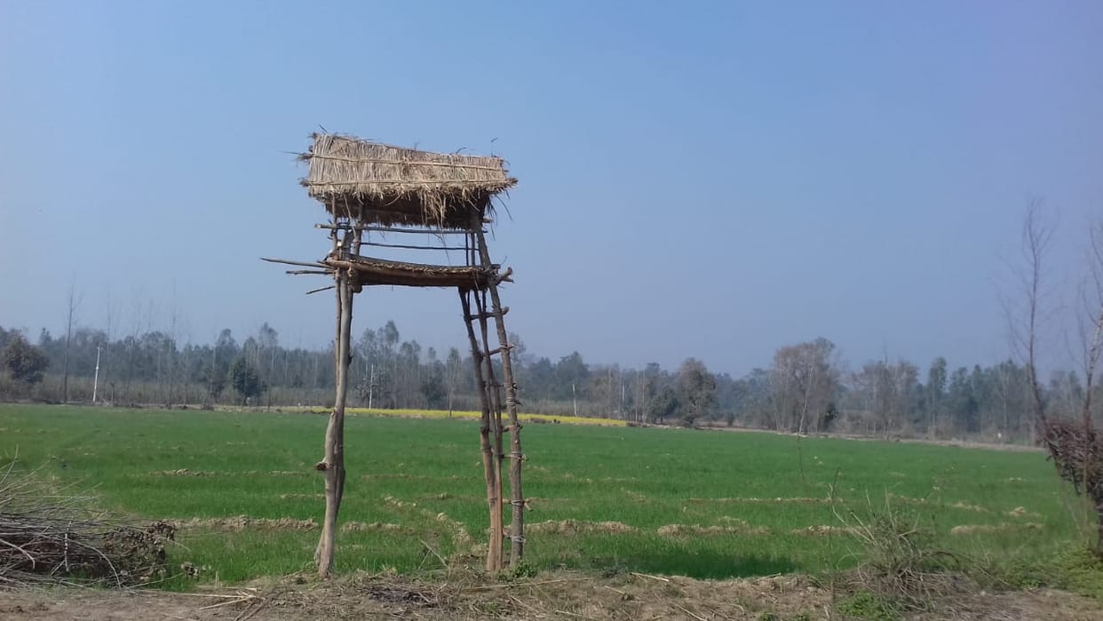 Elephants damaging crops, farmers guarding them from scaffolding