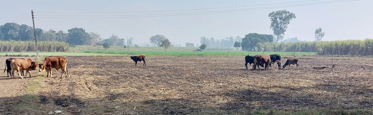 Villagers of Lakadsandha and Haibatpur chased animals into each other's border