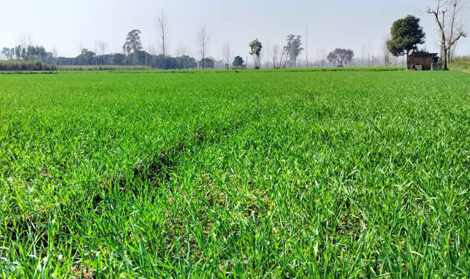 Sudden increase in temperature, unfavorable for wheat crop