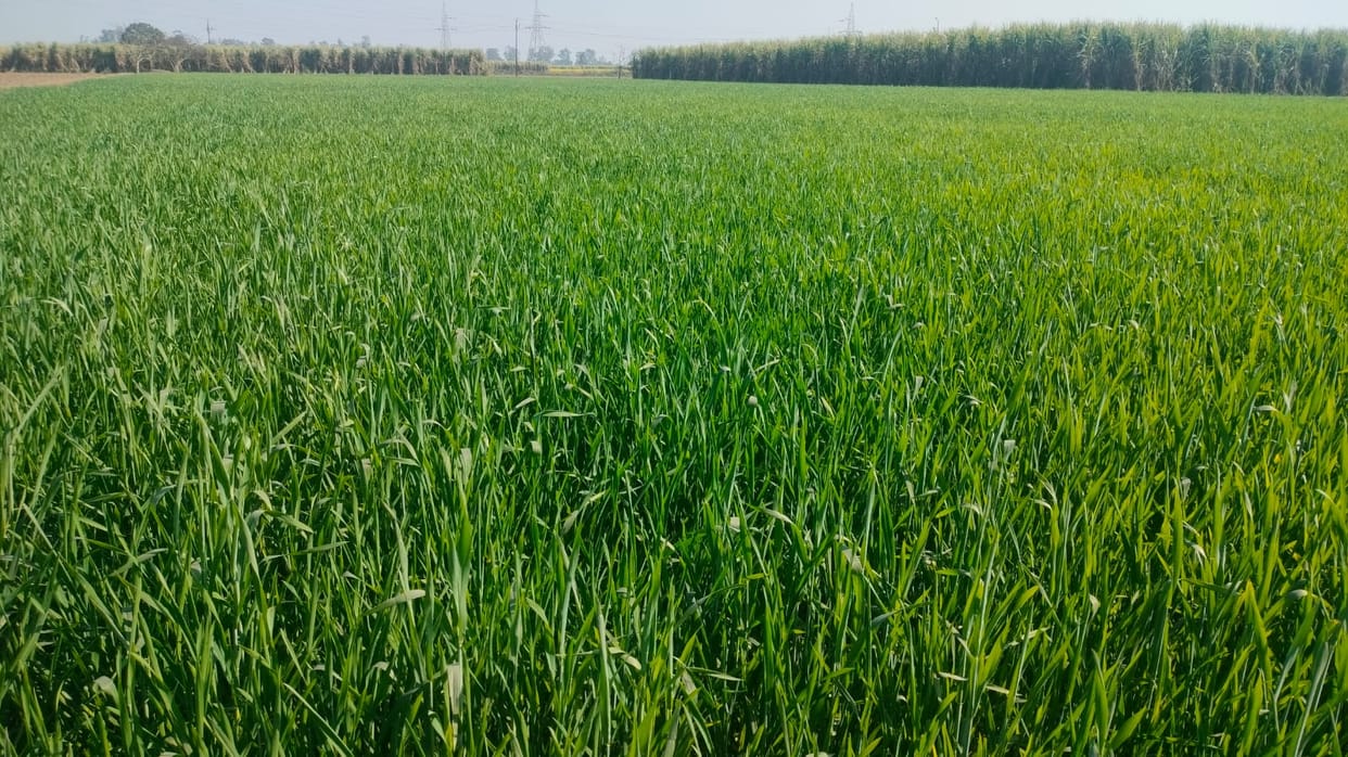 Premature rise in temperature, farmers worried for wheat