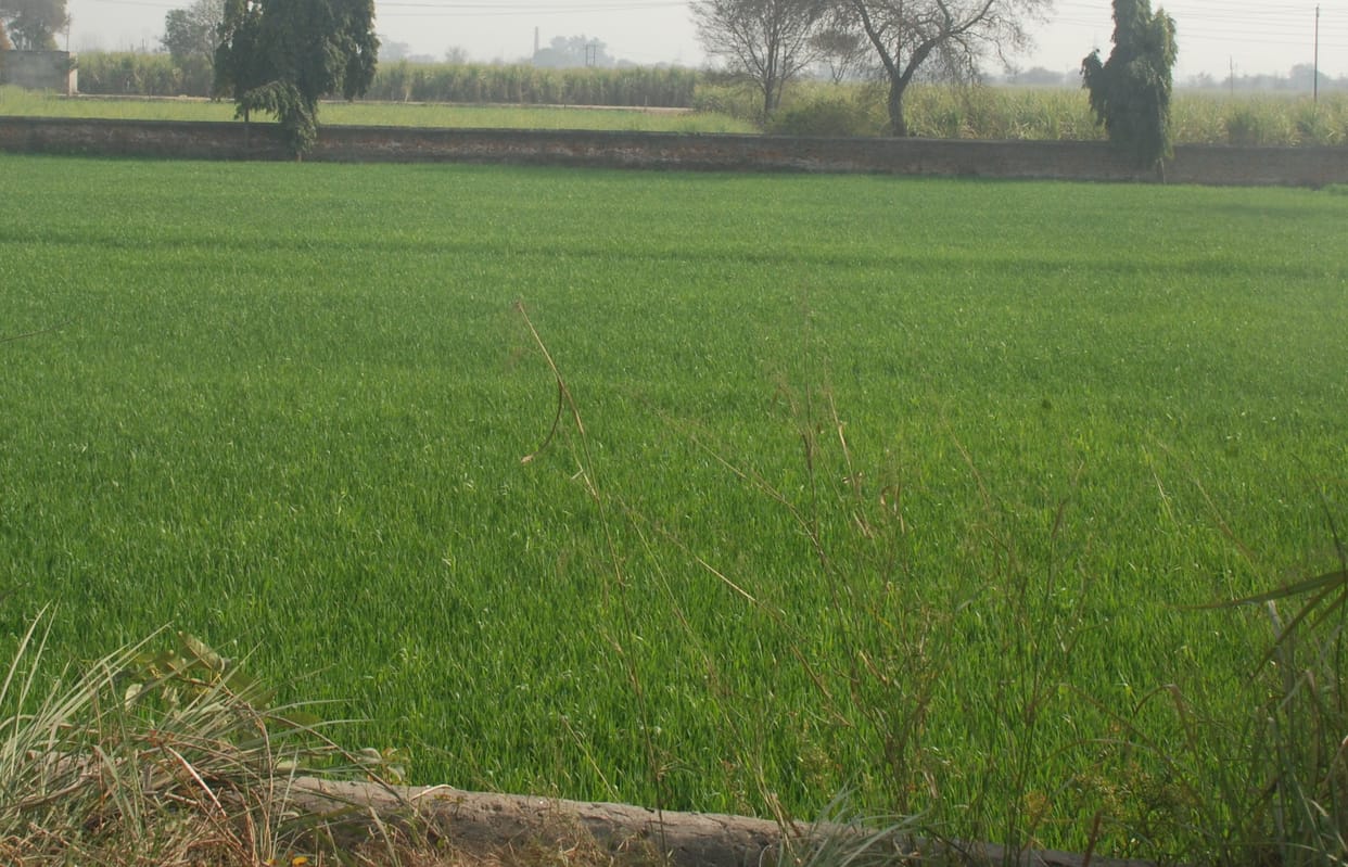 Farmers worry increased with temperature
