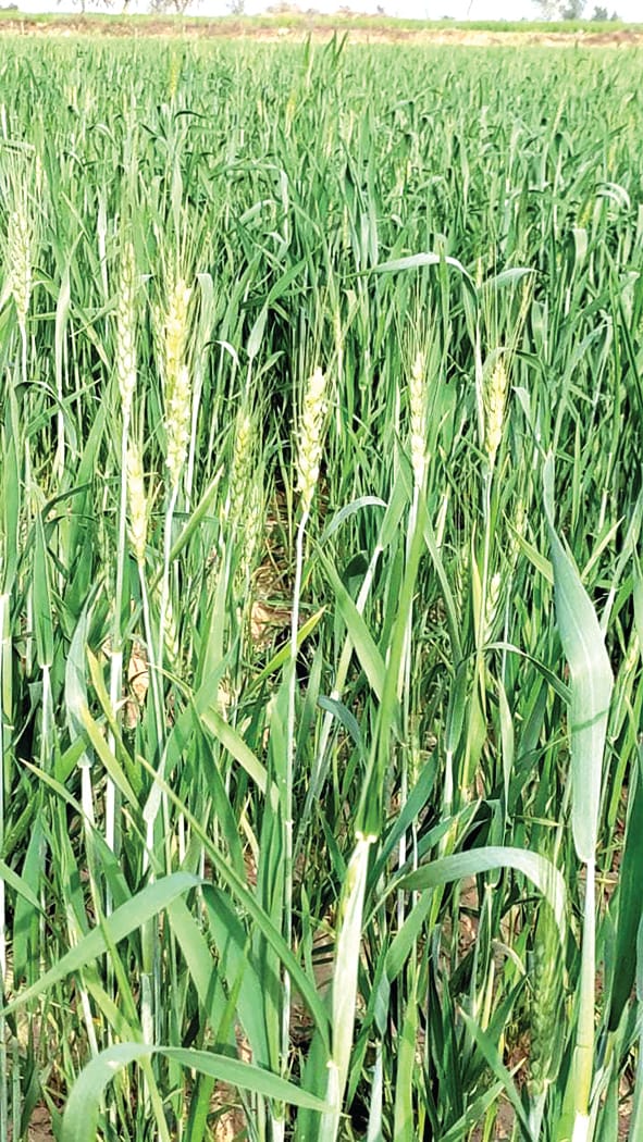Temperature rises by five degrees in two days, crop growers worried