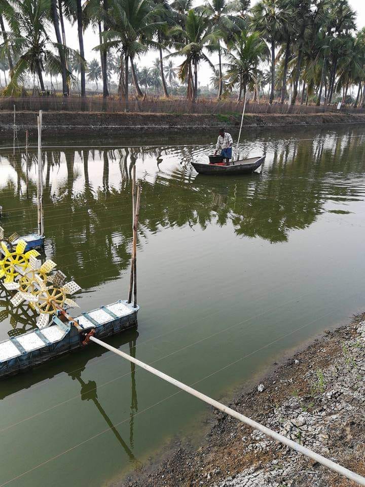 Fish grain will be made in Akarhara