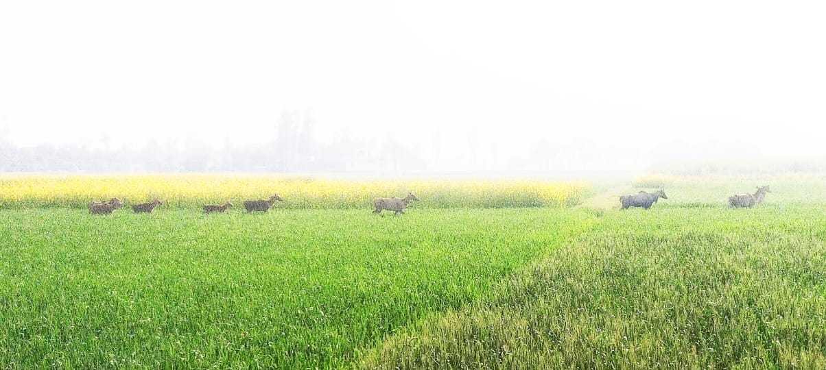 Nilgai ruining the crop