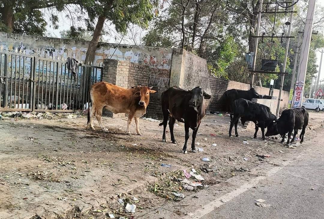 Unclaimed cattle occupy from main road to sector