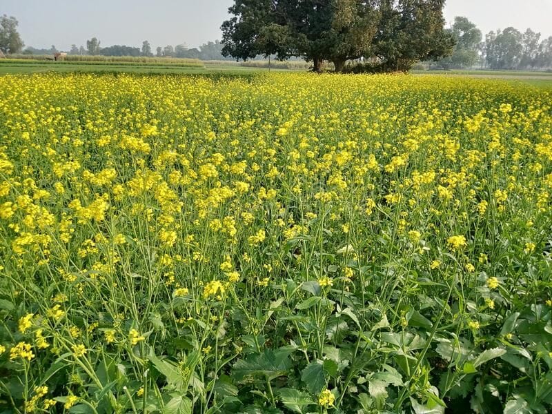 rising temperature may reduce production of crops farmers worried