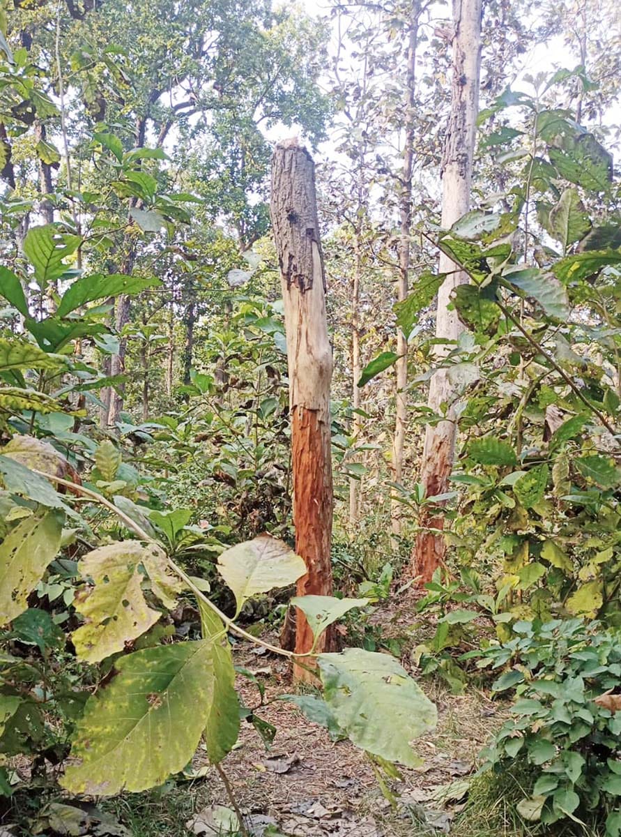 Wood mafia is now cleaning the roots along with the trees