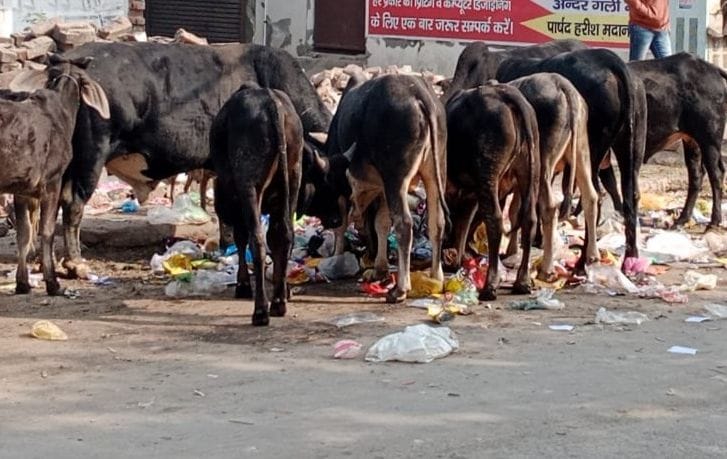 Two and a half years later, tender for catching cattle in Gannaur, more than 500 on the streets