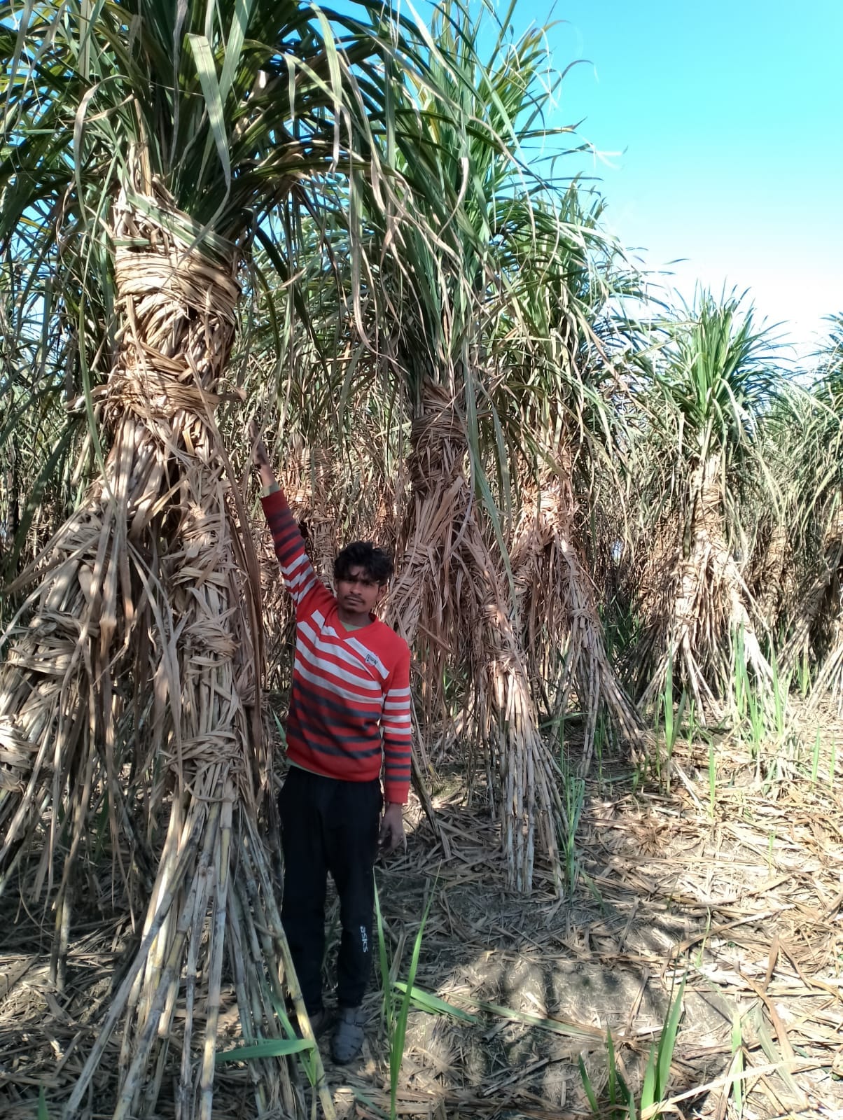 Asif wrote a new article by growing sugarcane 20 feet high