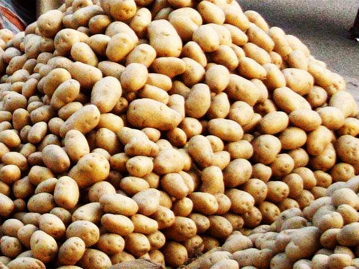 Potato, the king of vegetables, is being sold at the price of soil