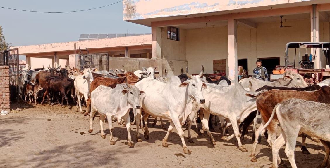 There is a problem of fodder for cows in Gaushala, Danveer is doing cow service