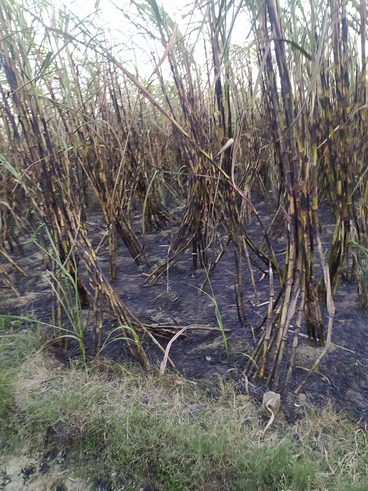 45 bigha sugarcane burnt due to spark of HT line