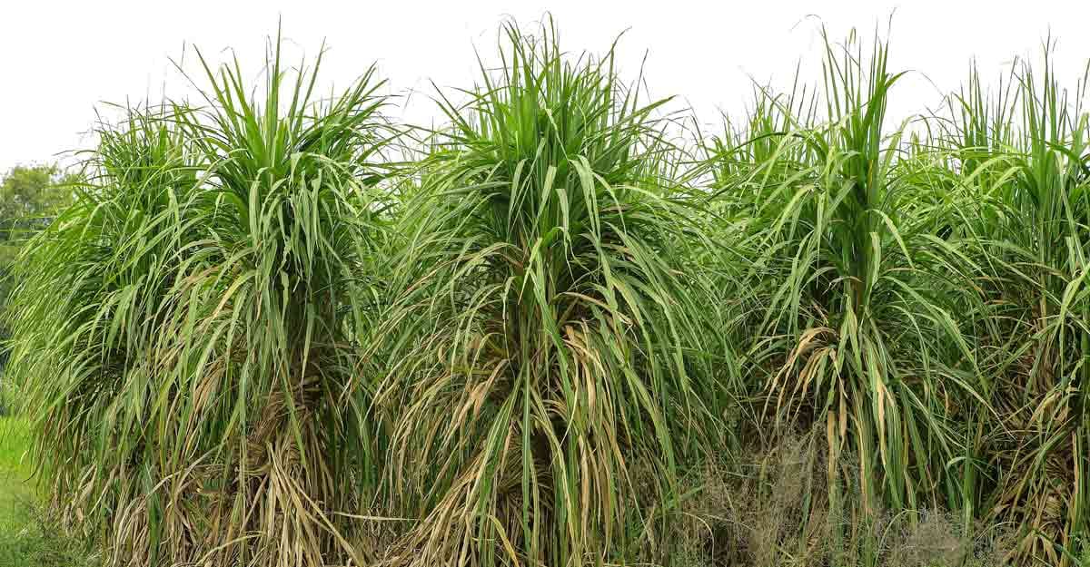 UP: Increase in sugarcane price by Rs 20, farmer organizations said it was inadequate